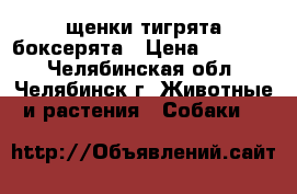 щенки тигрята боксерята › Цена ­ 25 000 - Челябинская обл., Челябинск г. Животные и растения » Собаки   